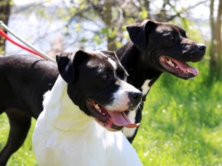 Boxador Dogs for adoption in Denton, TX, USA
