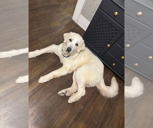 Great Pyrenees Dogs for adoption in Benton, PA, USA