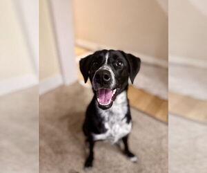 Border Collie-Unknown Mix Dogs for adoption in Springdale, PA, USA