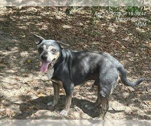 Mutt Dogs for adoption in Ocala, FL, USA
