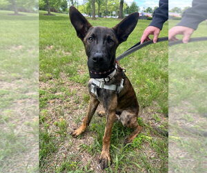 Holland Shepherd Dogs for adoption in Lawrenceville, NJ, USA