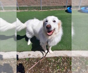 Golden Pyrenees Dogs for adoption in Fruit Heights, UT, USA