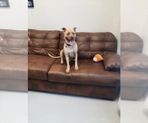 American Pit Bull Terrier-Unknown Mix Dogs for adoption in Mt. Gilead, OH, USA