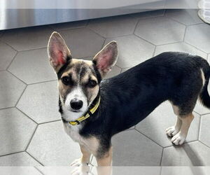 Mutt Dogs for adoption in New London, WI, USA