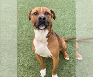 American Pit Bull Terrier-Unknown Mix Dogs for adoption in Fayetteville, NC, USA