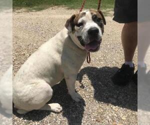 Bulldog Dogs for adoption in Austin, TX, USA