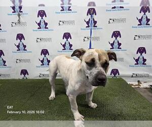 Mutt Dogs for adoption in Orlando, FL, USA