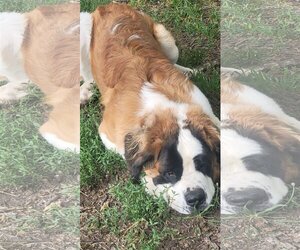 Saint Bernard Dogs for adoption in Camby, IN, USA