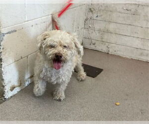 Poodle (Miniature) Dogs for adoption in San Bernardino, CA, USA