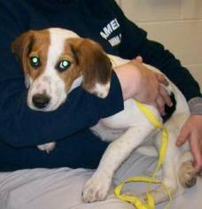 Beagle Dogs for adoption in New York, NY, USA