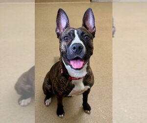 Staffordshire Bull Terrier-Unknown Mix Dogs for adoption in Derwood, MD, USA