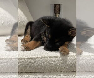 German Shepherd Dog Dogs for adoption in Seattle, WA, USA