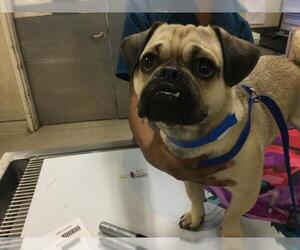 Pug-Unknown Mix Dogs for adoption in Riverside, CA, USA