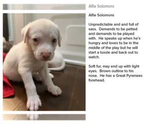 Great Pyrenees-Unknown Mix Dogs for adoption in New Orleans, LA, USA