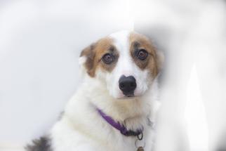 Collie-Unknown Mix Dogs for adoption in Mountain Home, AR, USA