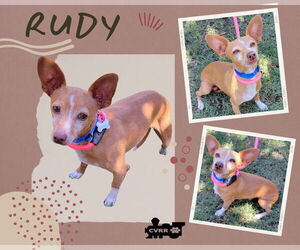 Italian Greyhound-Unknown Mix Dogs for adoption in Lindsay, CA, USA