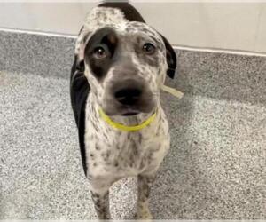 German Shorthaired Pointer Dogs for adoption in Houston, TX, USA