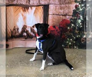Labrador Retriever-Unknown Mix Dogs for adoption in Lafayette, LA, USA