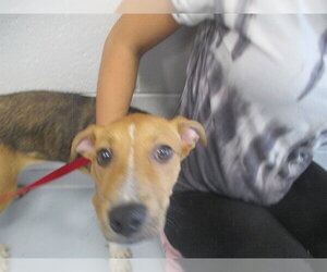 American Pit Bull Terrier Dogs for adoption in Ocala, FL, USA