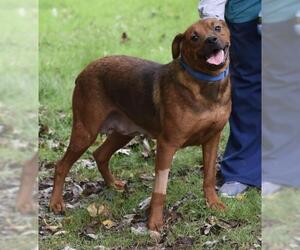 Medium Photo #1 German Shepherd Dog-Rottweiler Mix Puppy For Sale in Mechanicsburg, PA, USA