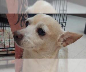 Chihuahua-Unknown Mix Dogs for adoption in Fredericksburg, VA, USA