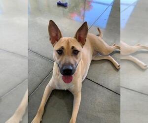 Shepradors Dogs for adoption in San Jose, CA, USA