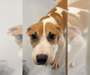 American Pit Bull Terrier-Unknown Mix Dogs for adoption in Augusta, GA, USA