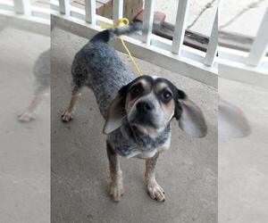 Beagle-Bluetick Coonhound Mix Dogs for adoption in Stockport, OH, USA