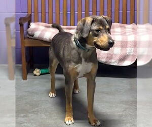 Mutt Dogs for adoption in Genesee, WI, USA