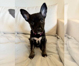 Mutt Dogs for adoption in Dana Point, CA, USA