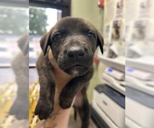 Dutch Shepherd -Unknown Mix Dogs for adoption in Tulsa, OK, USA