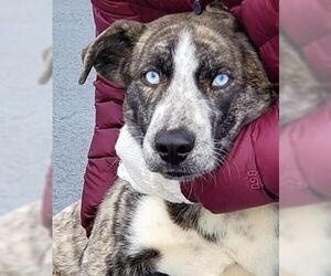 Catahoula Leopard Dog Dogs for adoption in Boonton, NJ, USA