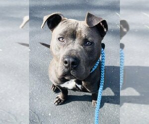 American Pit Bull Terrier Dogs for adoption in Sacramento, CA, USA