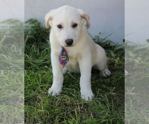 Labrador Retriever-Unknown Mix Dogs for adoption in Bandera, TX, USA