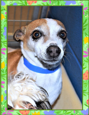 Chiweenie Dogs for adoption in San Jacinto, CA, USA