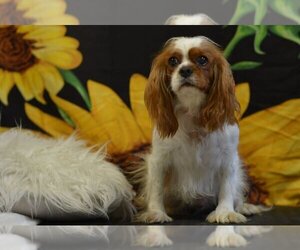 Cavalier King Charles Spaniel Dogs for adoption in Studio City, CA, USA