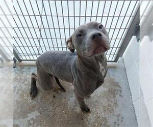 American Pit Bull Terrier Dogs for adoption in Houston, TX, USA