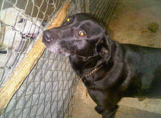 Labrador Retriever Dogs for adoption in Chico, CA, USA