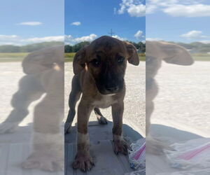 Catahoula Leopard Dog-Unknown Mix Dogs for adoption in Bolivar, MO, USA