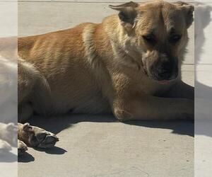 German Shepherd Dog Dogs for adoption in Modesto, CA, USA