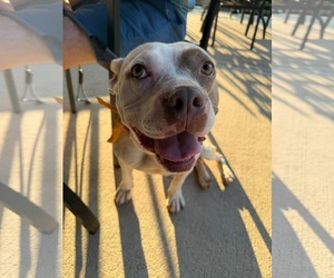 American French Bull Terrier Dogs for adoption in Germantown, OH, USA