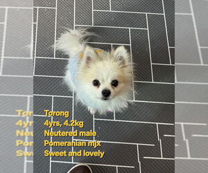 Pomeranian Dogs for adoption in Agoura Hills, CA, USA