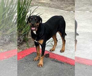Medium Photo #1 Rottweiler-Unknown Mix Puppy For Sale in Rancho Cucamonga, CA, USA