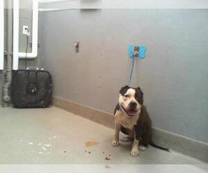 American Pit Bull Terrier-Unknown Mix Dogs for adoption in Las Vegas, NV, USA