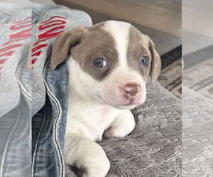 Chihuahua-Unknown Mix Dogs for adoption in Brooklyn Center, MN, USA