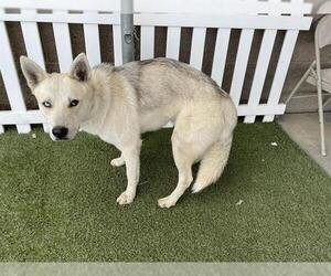 Siberian Husky-Unknown Mix Dogs for adoption in Modesto, CA, USA