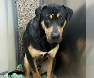 Rottweiler-Unknown Mix Dogs for adoption in Martinsburg, WV, USA