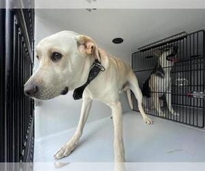 Labrador Retriever-Unknown Mix Dogs for adoption in Houston, TX, USA