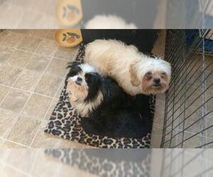 Shih Tzu Dogs for adoption in Pawtucket, RI, USA