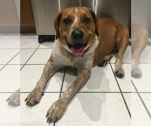 Medium Photo #1 Bluetick Coonhound-Labrador Retriever Mix Puppy For Sale in Valrico, FL, USA
